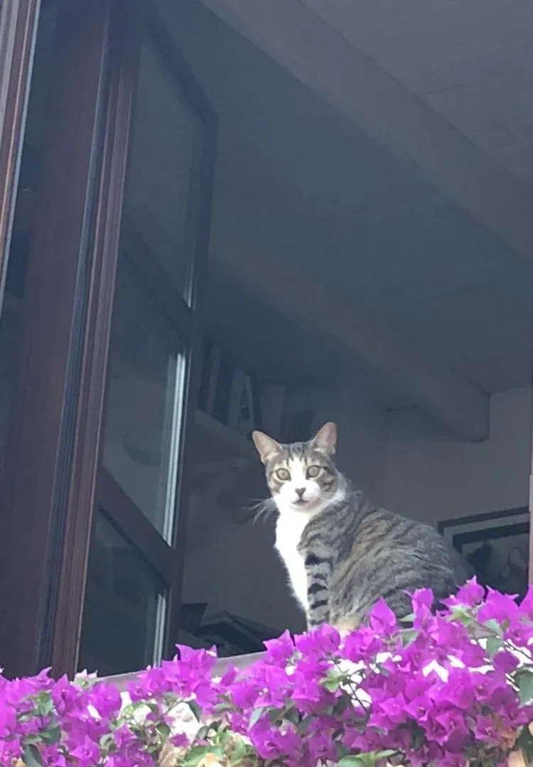 別荘 サン・ホセ Casa Higueraヴィラ